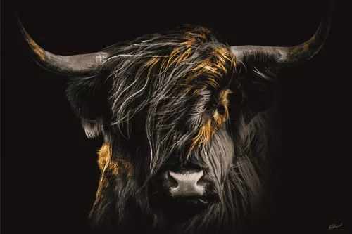 Highlander in the Wind Highlander in the Wind