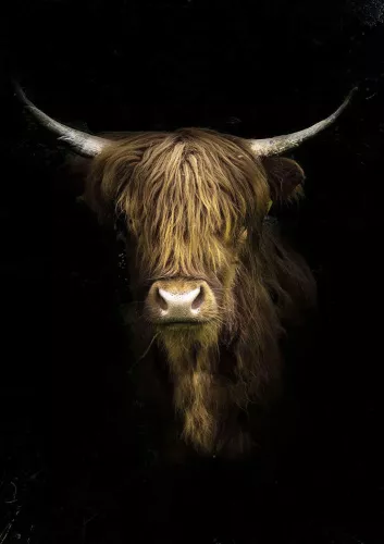 Highlander 120x80cm Highlander 120x80cm