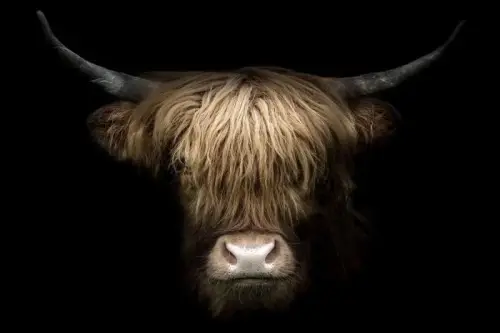 Highland 160x110cm