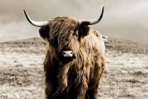 Highlander 160x110cm