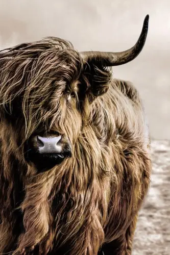 Highlander 80x120cm