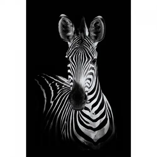 120x180x2cm Alubrush Zebra