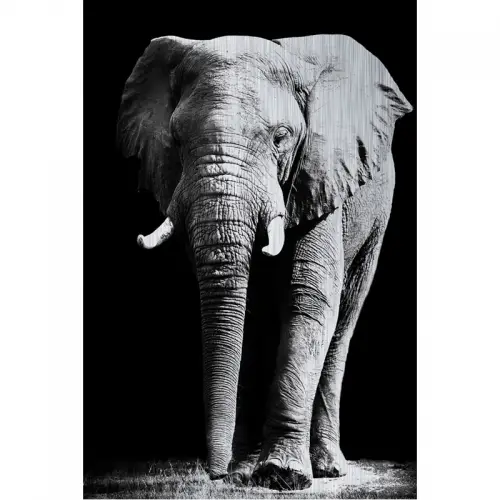 Olifant Alubrush 120x180x2cm