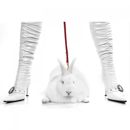 Pit Bull Bunny/White Boots 80x120x2cm