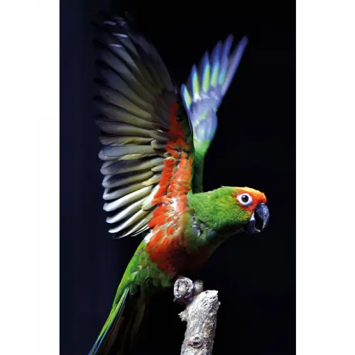 By Kohler Golden-Capped Parakeet 80x120x2cm (110952)