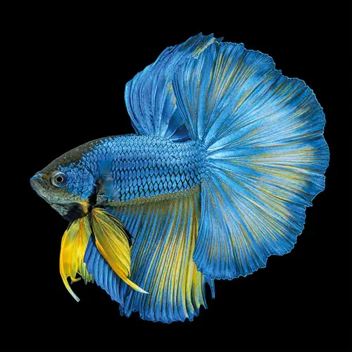 By Kohler Blue Yellow Long Tail Isolated 100x100x2cm (109026)