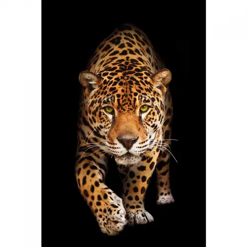 By Kohler Spotted Wild Cat - Panther 80x120x2cm (109022)