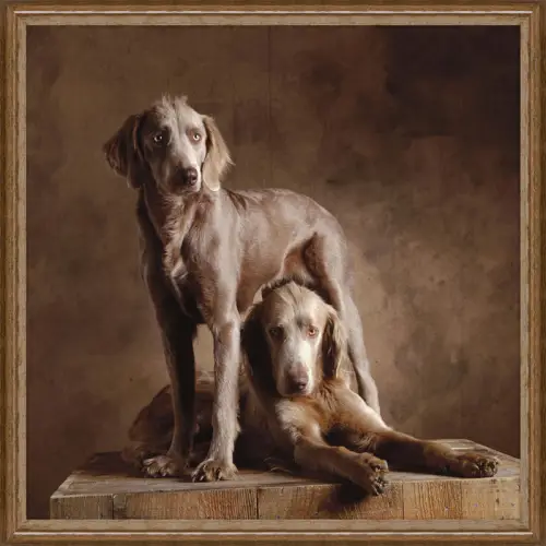 Longhaired Weimaraners 100x100x3cm