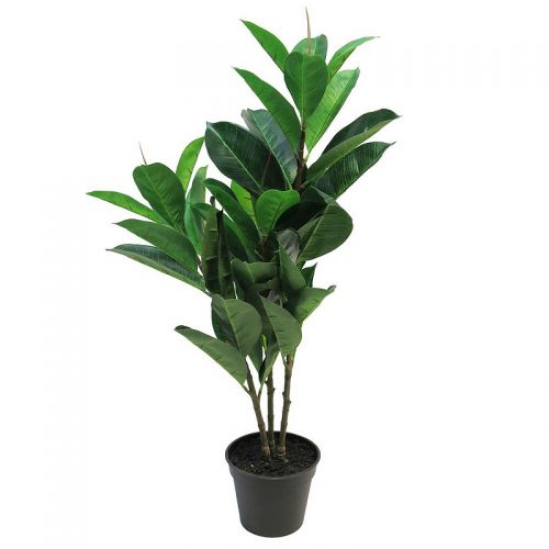 Ficus Elastica 70cm lt. green