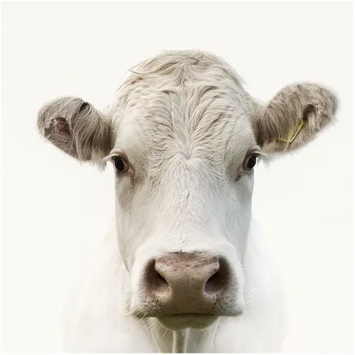 Moo! 120x120x2cm