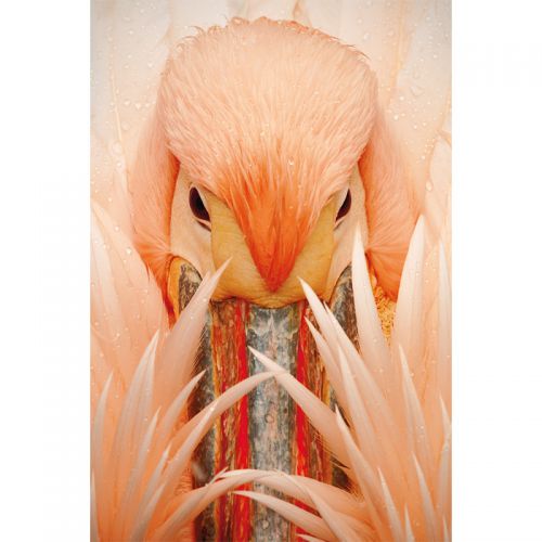 Pink Pelican 120x180cm