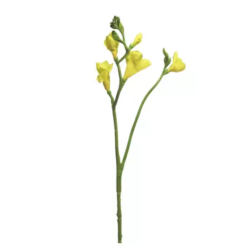 Freesia floramunda yellow 65cm