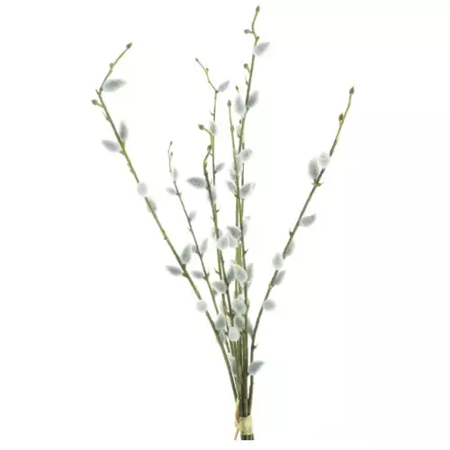 Salix Chartreux bundle 54cm