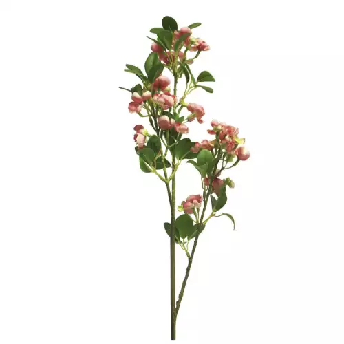 Wild seringa Auke red 65cm