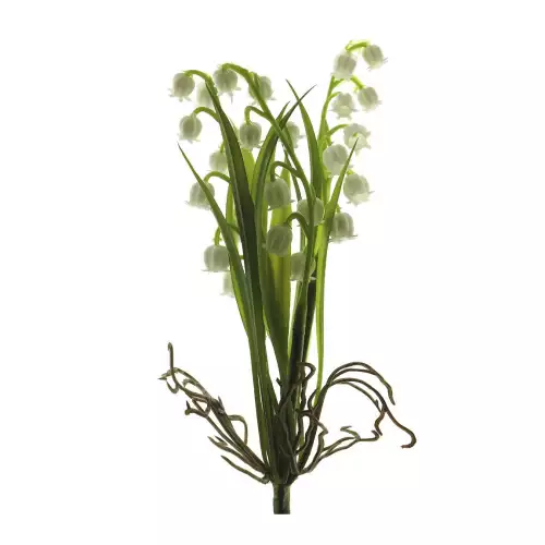 Convallaria bush cream 19cm
