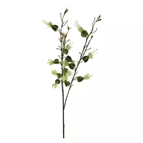 Dicentra spray cream 81cm