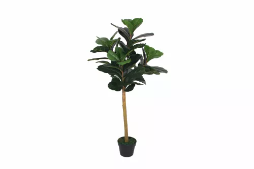 Fiddle Fig 120cm L64