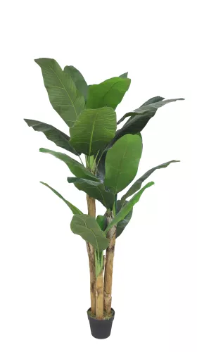 Green Banana 180cm
