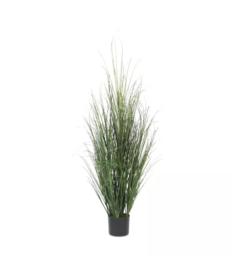By Kohler Onion Grass 130cm (201539)