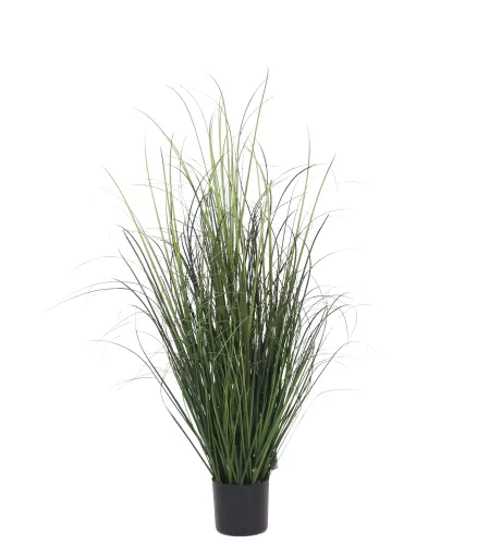 Onion Grass 95cm