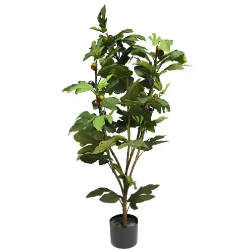 By Kohler Ficus Carica (fig tree) in pot 127 cm (114991) (114991)